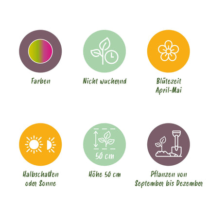 Bloembollen - Tulp Strawberry Lemonade - Diversen Kleuren - 12 stuks - Bolmaat 11/12 - XXL Pack