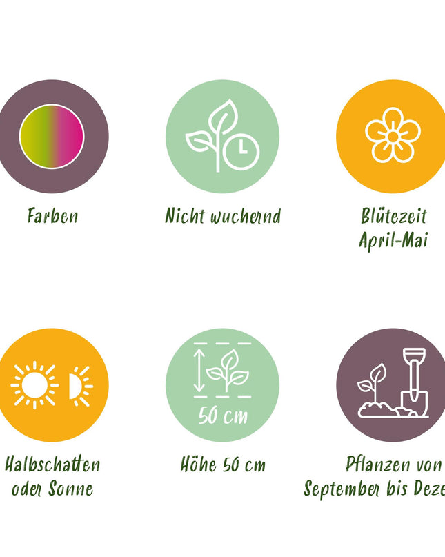 Bloembollen - Tulp Strawberry Lemonade - Diversen Kleuren - 12 stuks - Bolmaat 11/12 - XXL Pack