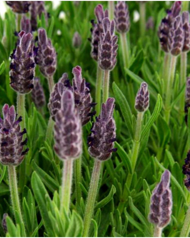 24 x Lavandula stoechas Anouk® - Ø12 cm - ↕25 cm