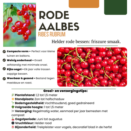 Mix di piante da frutto BIO 5 pezzi - Lampone/ Ribes/ Mirtillo/ Uva/ Mora