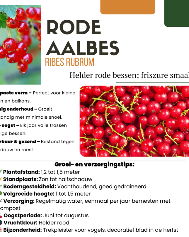 Mix di piante da frutto BIO 5 pezzi - Lampone/ Ribes/ Mirtillo/ Uva/ Mora