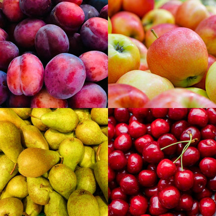 Set di alberi da frutto BIO da 4 - Mela, Pera, Ciliegia e Prugna - 4 x Ø 20 cm - ↨ 60 cm