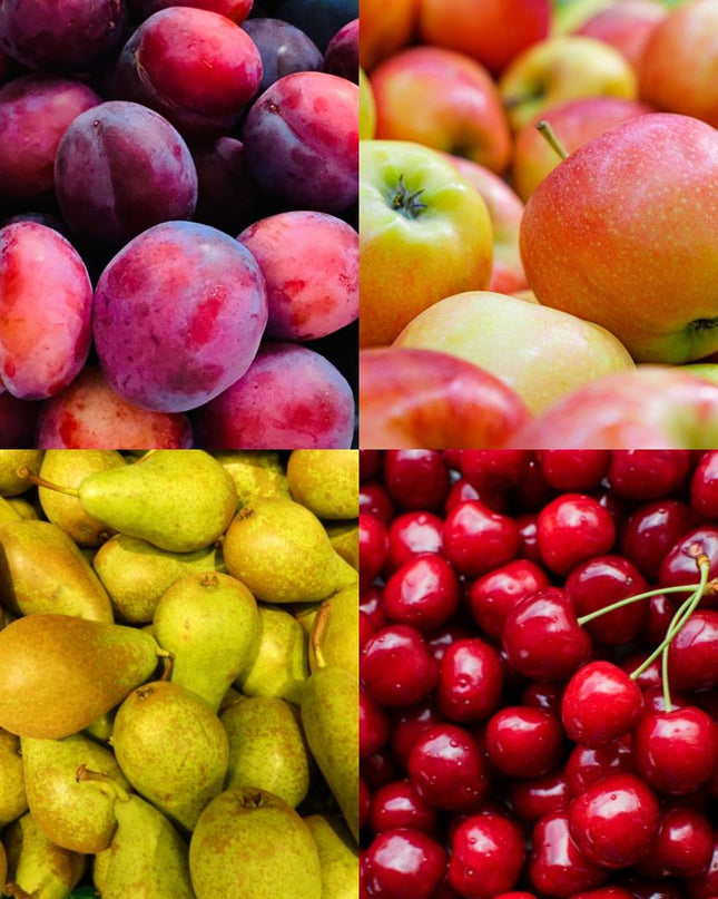 Set di alberi da frutto BIO da 4 - Mela, Pera, Ciliegia e Prugna - 4 x Ø 20 cm - ↨ 60 cm