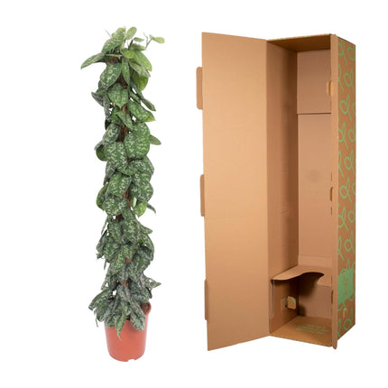 Scindapsus Pictus Trebie mosstok - 160 cm - ø30