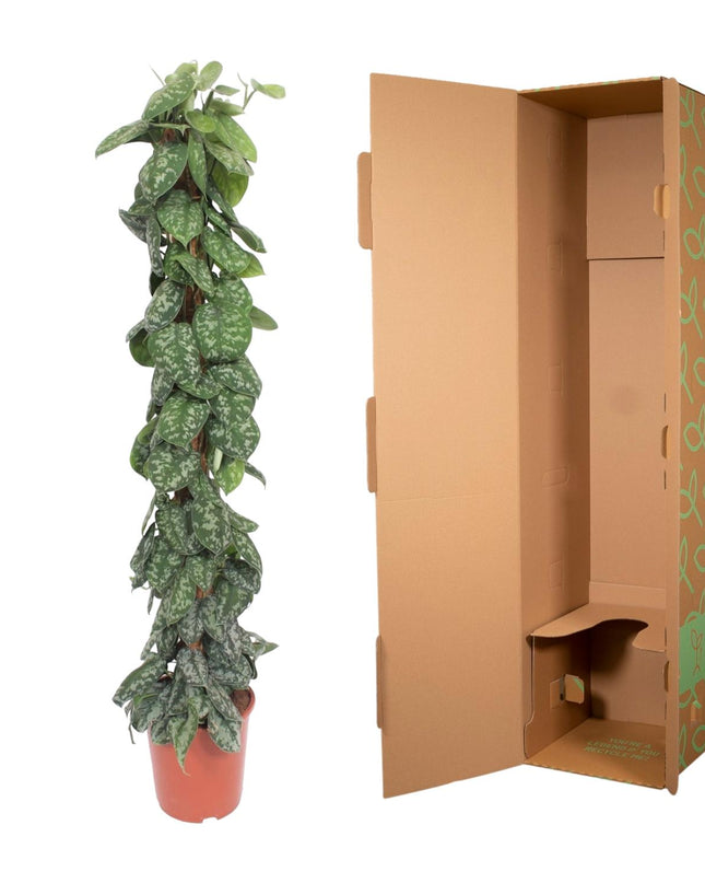 Scindapsus Pictus Trebie mosstok - 160 cm - ø30
