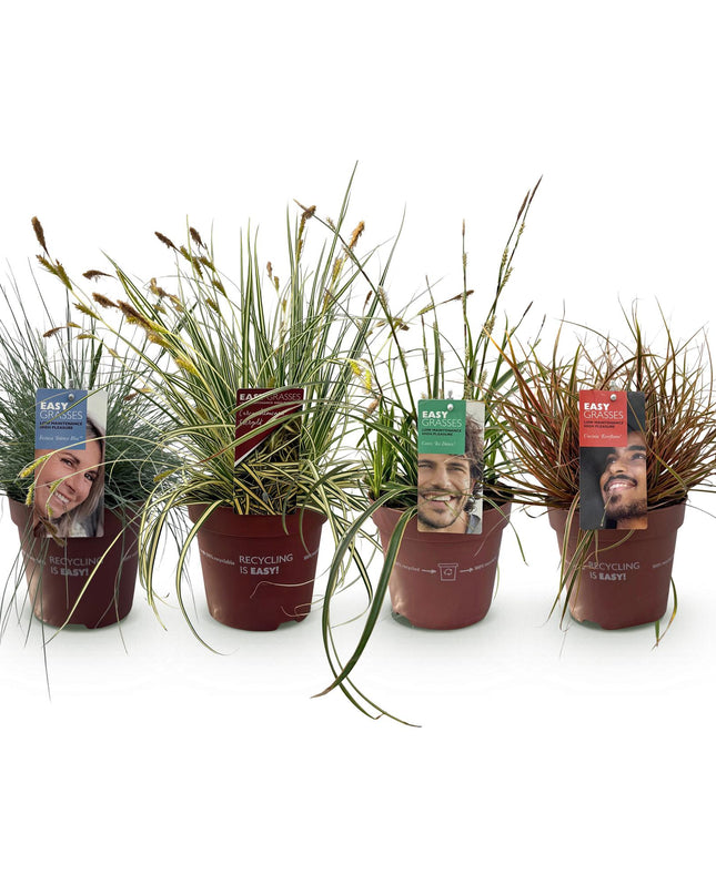 Siergrassen - 4 Planten - Blauw - Geel - Groen - Rood - Bladhoudend - Weinig Onderhoud - Pot 17cm Hoogte 50cm