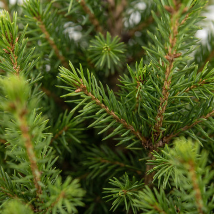 2x Kerstboom Picea glauca Conica - Kegelspar - Ø19cm - ↕65cm