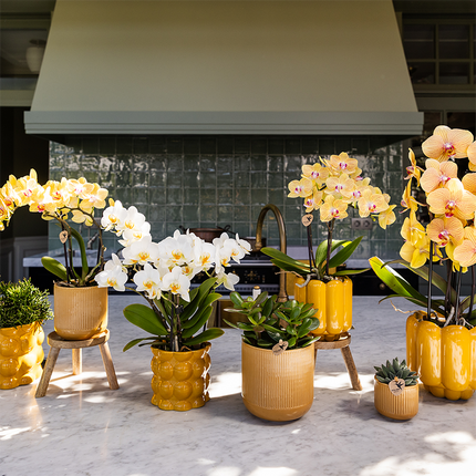Kolibri Orchids | Sunny Bunny orchidee geel/roze + Retro oker sierpot – potmaat Ø12cm | bloeiende kamerplant – vers van de kweker