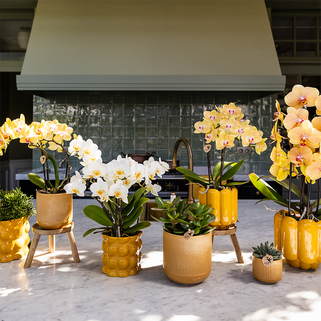 Kolibri Orquídeas | Orquídea Sunny Bunny amarillo/rosado + maceta decorativa retro ocre – tamaño de maceta Ø12cm | planta de interior en flor – fresca del cultivador