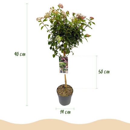 Viburno tinus - Sempreverde - Resistente all'inverno - Fiore bianco-rosa - Vaso 19 cm Altezza 90 cm