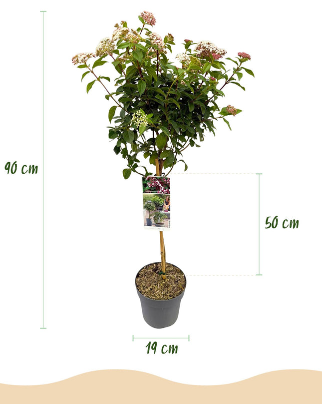 Viburno tinus - Sempreverde - Resistente all'inverno - Fiore bianco-rosa - Vaso 19 cm Altezza 90 cm
