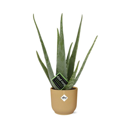 Aloe Vera 12cm incl. pot ELHO Vibes Fold 14cm geel