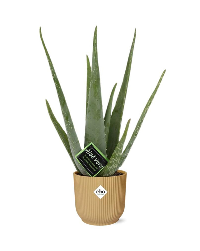Aloe Vera 12cm incl. pot ELHO Vibes Fold 14cm geel