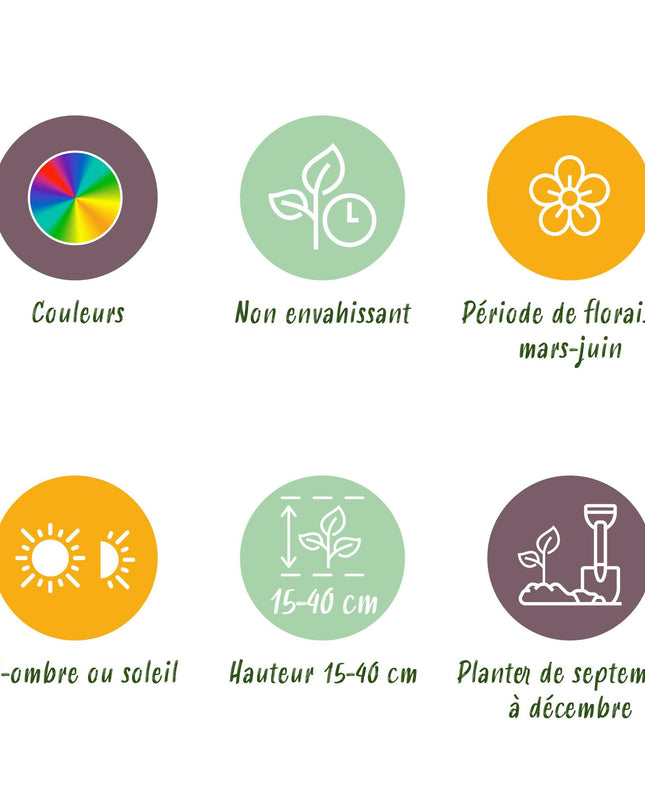 Bloembollen uit Nederland - Diversen Kleuren - 125 stuks - Gift Verpakking