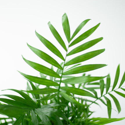 Chamadorea Elegans incl. pot Viber wit - 55cm - Ø17