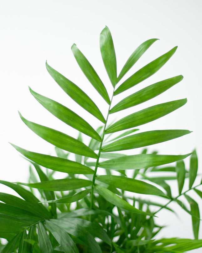 Chamadorea Elegans incl. pot Viber wit - 55cm - Ø17