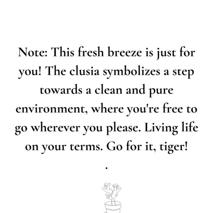 Clusia Rosea Gift "Let's Clean The Air" met wenskaart - Ø12cm - ↕30cm