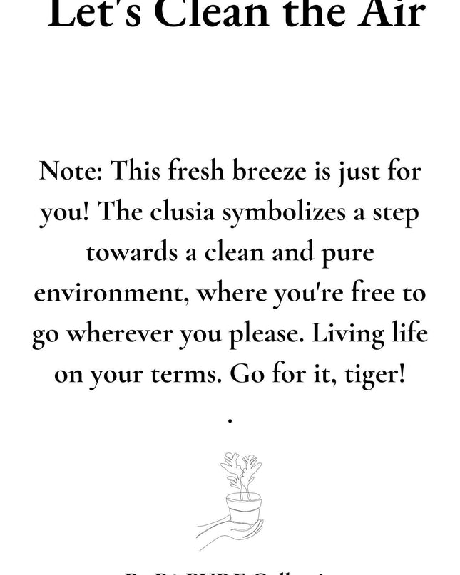 Clusia Rosea Gift "Let's Clean The Air" met wenskaart - Ø12cm - ↕30cm