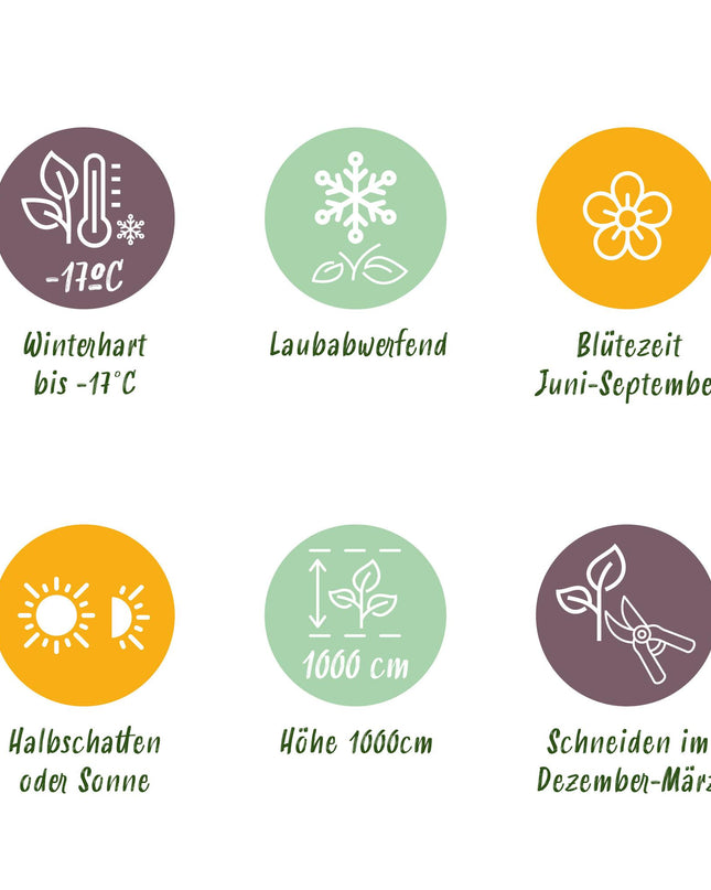 Klimroos Rosa New Dawn - 2 planten - Bloem Licht roze - Weinig onderhoud - Pot 11cm Hoogte 40cm