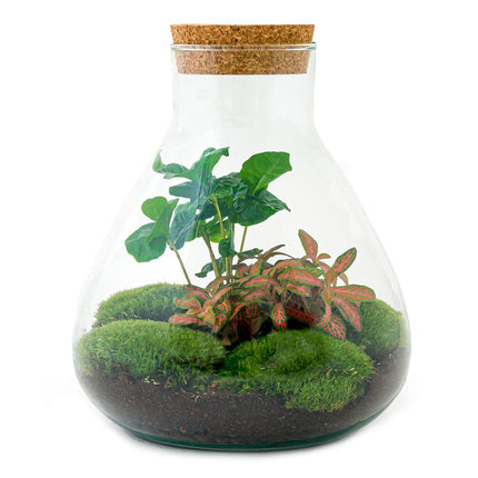 DIY terrarium - Sammie Coffea Red - Ø 22,5 cm ↕ 27 cm - Normal