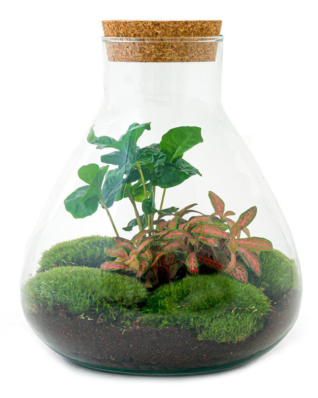 DIY terrarium - Sammie Coffea Red - Ø 22,5 cm ↕ 27 cm - Normal