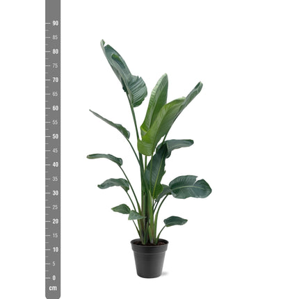 Strelitzia Nicolai XXL - 190 - 225 cm - ø27-ø30