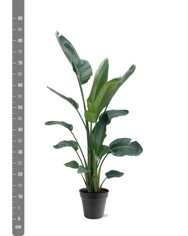 Strelitzia Nicolai XXL - 190 - 225 cm - ø27-ø30
