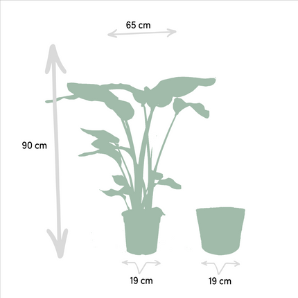 Strelitzia Nicolai incl. mand Selin - Ø19cm - ↕90cm