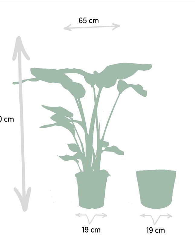 Strelitzia Nicolai incl. mand Selin - Ø19cm - ↕90cm