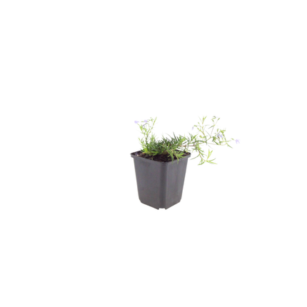 48x Phlox (S) 'Emerald Cushion Blue'- ↕10-25cm - Ø9cm
