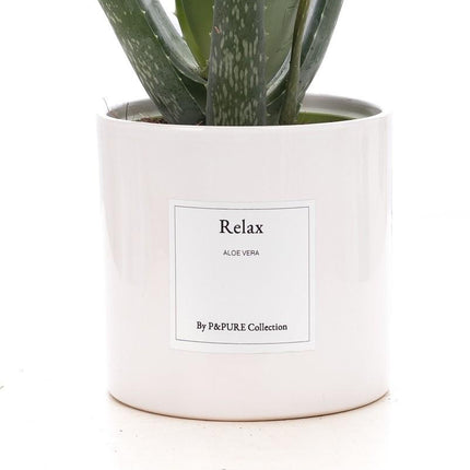 Aloe Vera Gift "Relax" met wenskaart - Ø12cm - ↕40cm