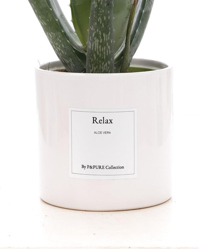 Aloe Vera Gift "Relax" met wenskaart - Ø12cm - ↕40cm