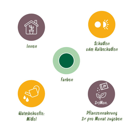 Yucca elephantipes - 2 pezzi - Vaso 21cm - Altezza 100cm