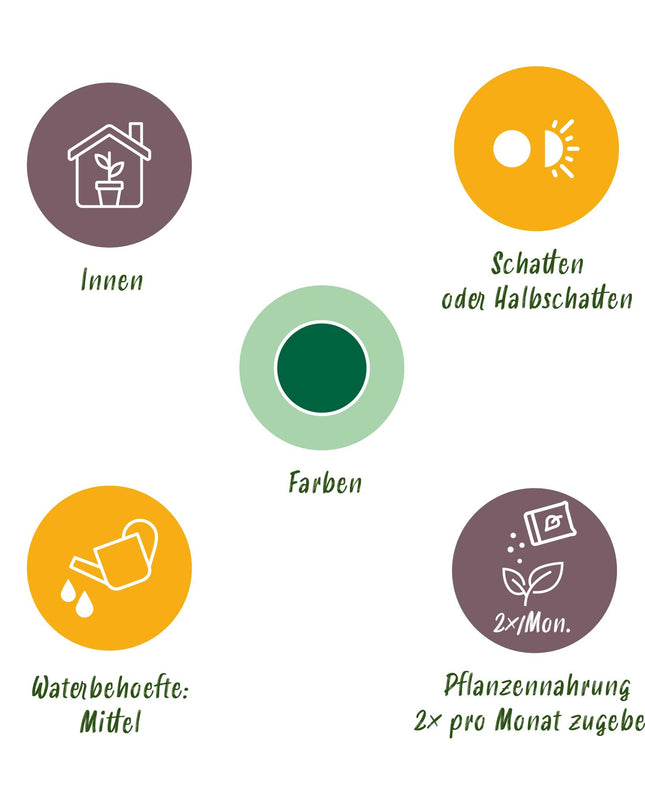 Yucca elephantipes - 2 pezzi - Vaso 21cm - Altezza 100cm