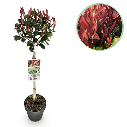 Photinia fraseri Little Red Robin – Terrassenpflanze – immergrün – winterhart – grün-rotes Blatt – Topf 19cm Höhe 90cm
