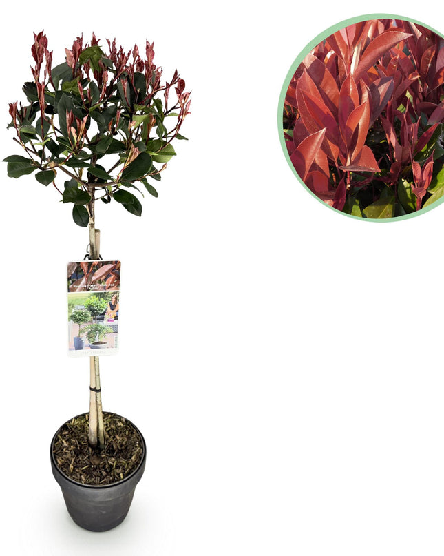 Photinia fraseri Little Red Robin – Terrassenpflanze – immergrün – winterhart – grün-rotes Blatt – Topf 19cm Höhe 90cm