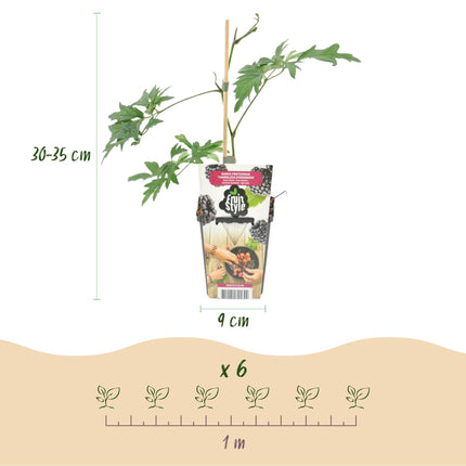 Plantas de zarzamora negra - 6 plantas - Perennes - Rubus sin espinas perenne - Resistente al invierno - Maceta 9 cm