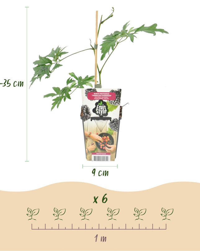 Black Blackberry Fruit Plants - 6 plants - Evergreen - Thornless Bramble Evergreen - Hardy in Winter - Pot 9 cm