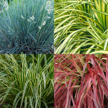 Siergrassen - 4 Planten - Blauw - Geel - Groen - Rood - Bladhoudend - Weinig Onderhoud - Pot 17cm Hoogte 50cm