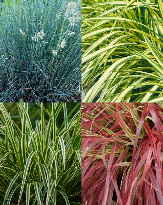 Siergrassen - 4 Planten - Blauw - Geel - Groen - Rood - Bladhoudend - Weinig Onderhoud - Pot 17cm Hoogte 50cm