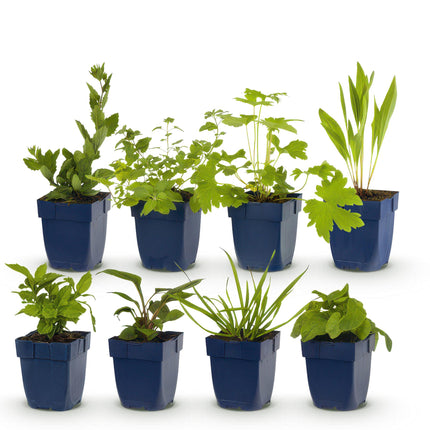 Borderpakket - Bijen en Vlinderlokkend - 8 Vaste planten - 1 m2 - Diversen kleuren - Weinig Onderhoud - Pot 11cm