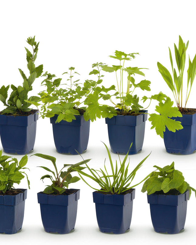 Borderpakket - Bijen en Vlinderlokkend - 8 Vaste planten - 1 m2 - Diversen kleuren - Weinig Onderhoud - Pot 11cm