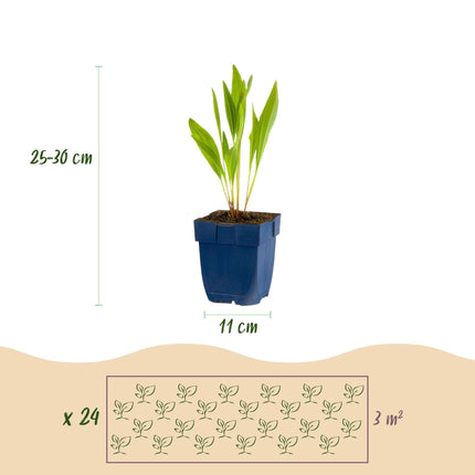 Green boutiQ - Borderpaket - Bienen- und Schmetterlingsanziehend - 24 Stauden - 3 m2 - Verschiedene Farben - Wenig Pflege - Topf 11cm