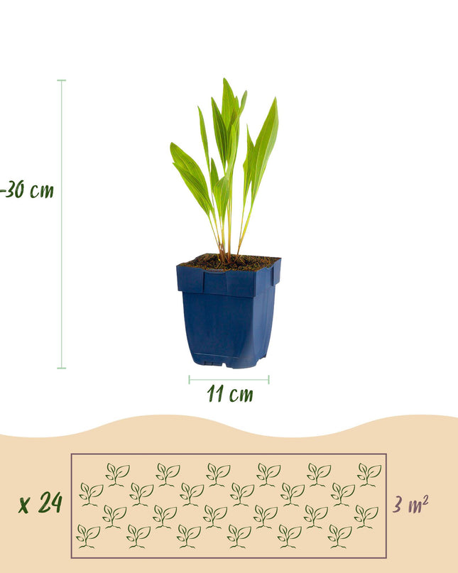 Green boutiQ - Borderpaket - Bienen- und Schmetterlingsanziehend - 24 Stauden - 3 m2 - Verschiedene Farben - Wenig Pflege - Topf 11cm