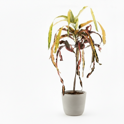 Croton Dreadlock - Ø19cm - ↕70cm