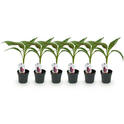 Plante de bananier - Musa sikkemensis Red Tiger - Rustique - 6 plantes - Pot 12cm Hauteur 30cm