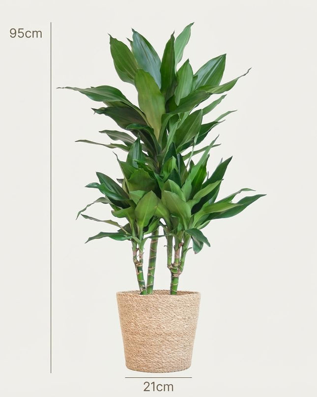 Drachenbaum Janet Lindt + natürliche Mandeln - 95 cm - Ø21