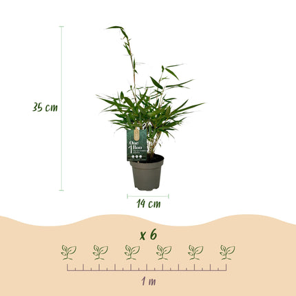 Bambus - Fargesia robusta Pingwu - immergrün - nicht wuchernd - grün - 18 Pflanzen - Topf 14cm - Höhe 35cm