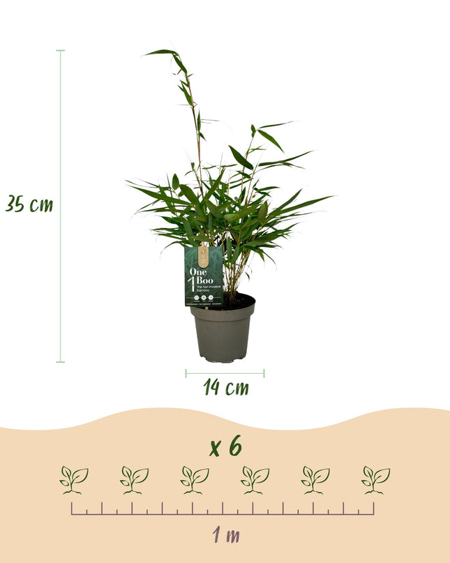 Bambus - Fargesia robusta Pingwu - immergrün - nicht wuchernd - grün - 18 Pflanzen - Topf 14cm - Höhe 35cm