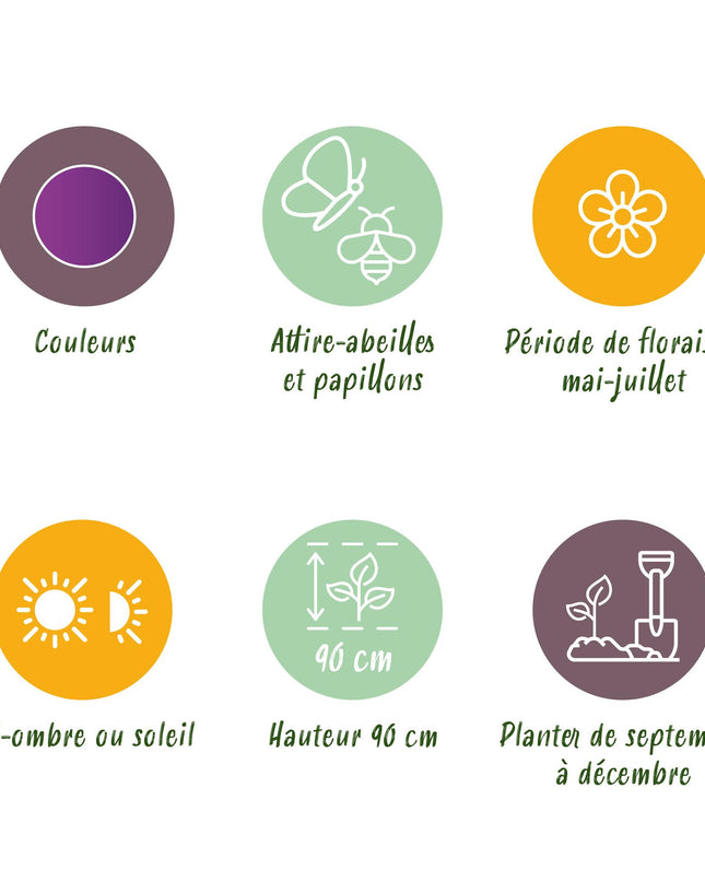 Bloembollen - Allium Purple Rain - Kleur Paars - 40 stuks - Bolmaat 10/12